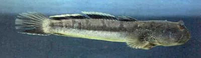 Birdsong's mudskipper (Boleophthalmus birdsongi)