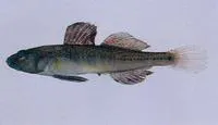 Biringo (Gymnogobius castaneus)