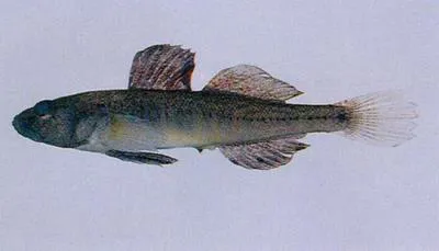 Biringo (Gymnogobius castaneus)