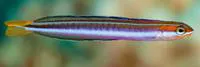 Biting blenny (Plagiotremus goslinei)