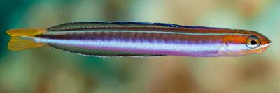 Biting blenny (Plagiotremus goslinei)