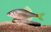 Bitterling (Rhodeus sericeus)