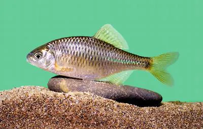 Bitterling (Rhodeus sericeus)