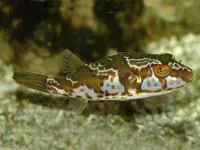 Blaasop beauty (Chelonodon pleurospilus)