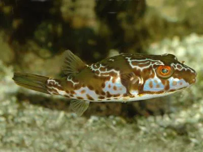 Blaasop beauty (Chelonodon pleurospilus)