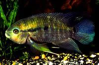 Black acara (Cichlasoma bimaculatum)