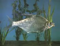 Black Amur bream (Megalobrama terminalis)