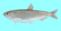 Black and Caspian Sea sprat (Clupeonella cultriventris)