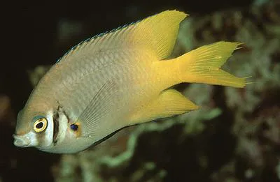 Black-and-gold chromis (Neoglyphidodon nigroris)
