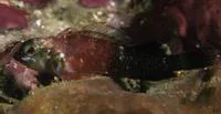 Black-and-Red Triplefin (Enneapterygius similis)