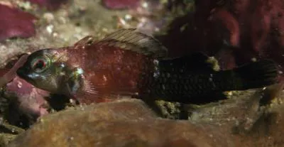 Black-and-Red Triplefin (Enneapterygius similis)