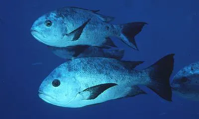 Black and white snapper (Macolor niger)