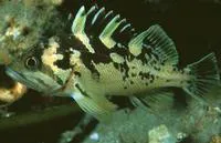 Black-and-yellow rockfish (Sebastes chrysomelas)