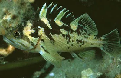 Black-and-yellow rockfish (Sebastes chrysomelas)