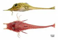 Black armoured searobin (Peristedion truncatum)