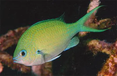 Black-axil chromis (Chromis atripectoralis)