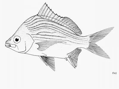 Black axillary mojarra (Eugerres axillaris)