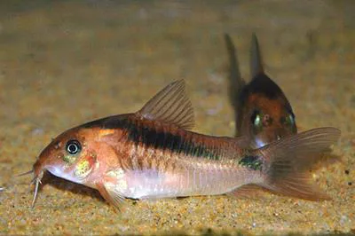 Black band catfish (Corydoras zygatus)
