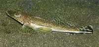 Black-banded flathead (Rogadius patriciae)
