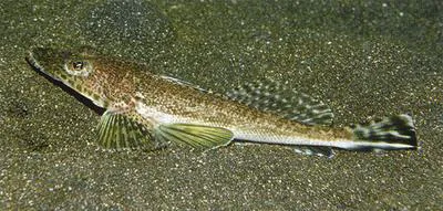 Black-banded flathead (Rogadius patriciae)