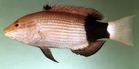 Black-banded hogfish (Bodianus macrourus)