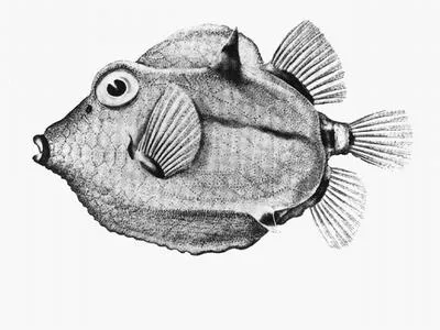 Black-banded pigmy boxfish (Capropygia unistriata)