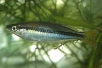 Black-banded rainbowfish (Melanotaenia nigrans)