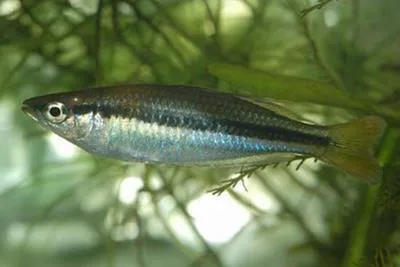 Black-banded rainbowfish (Melanotaenia nigrans)