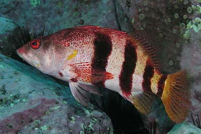 Black-banded sea perch (Hypoplectrodes nigroruber)