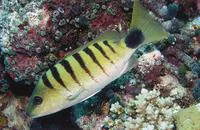 Black-banded snapper (Lutjanus semicinctus)