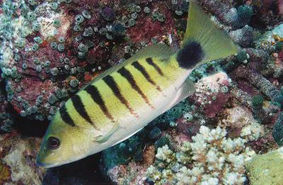 Black-banded snapper (Lutjanus semicinctus)