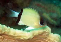 Black-bar chromis (Chromis retrofasciata)