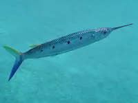 Black-barred halfbeak (Hemiramphus far)