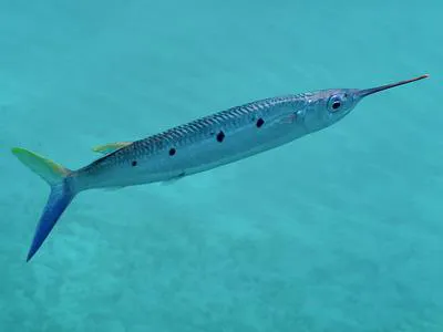 Black-barred halfbeak (Hemiramphus far)