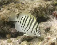Black-barred surgeonfish (Acanthurus polyzona)