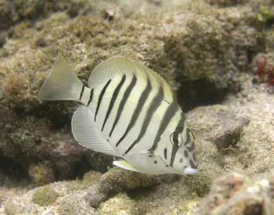 Black-barred surgeonfish (Acanthurus polyzona)