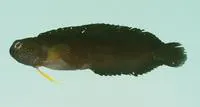 Black blenny (Enchelyurus ater)