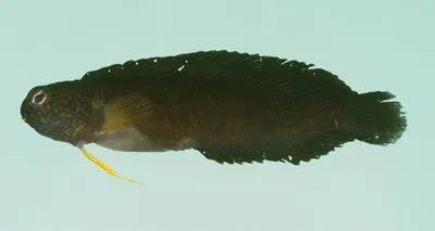 Black blenny (Enchelyurus ater)