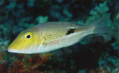 Black blotch emperor (Lethrinus semicinctus)