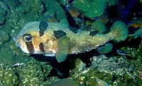 Black-blotched porcupinefish (Diodon liturosus)