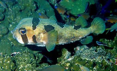 Black-blotched porcupinefish (Diodon liturosus)