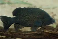 Black bream (Hephaestus fuliginosus)
