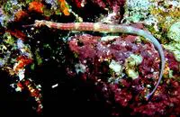 Black-breasted pipefish (Corythoichthys nigripectus)