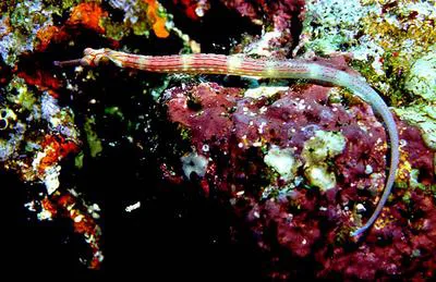 Black-breasted pipefish (Corythoichthys nigripectus)