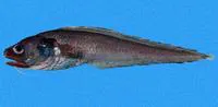 Black brotula (Cherublemma emmelas)