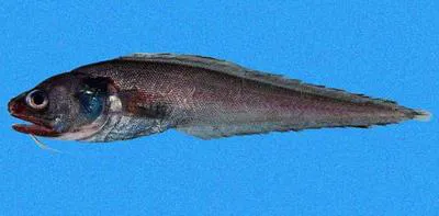Black brotula (Cherublemma emmelas)