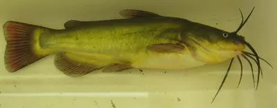 Black bullhead (Ameiurus melas)