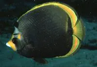 Black butterflyfish (Chaetodon flavirostris)
