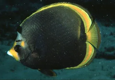 Black butterflyfish (Chaetodon flavirostris)