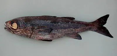 Black cardinal fish (Epigonus telescopus)